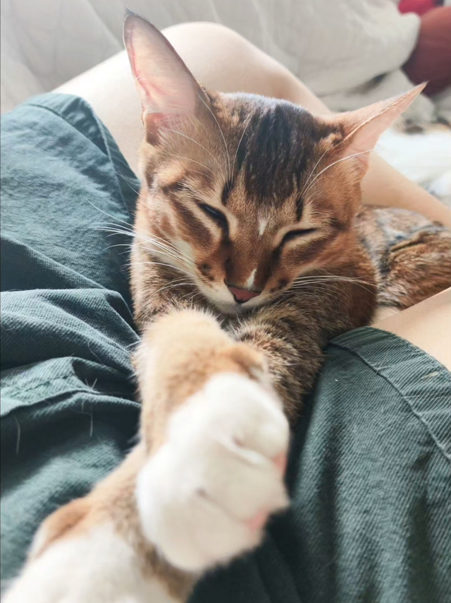 小猫一年一次的疫苗打了吗？