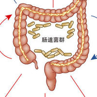 肠道菌群与健康：你的第二大脑如何影响全身 - 解密体内的微生物王国