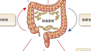 肠道菌群与健康：你的第二大脑如何影响全身 - 解密体内的微生物王国