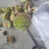 这个季节的板栗🌰可胖可胖啦