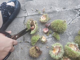 这个季节的板栗🌰可胖可胖啦