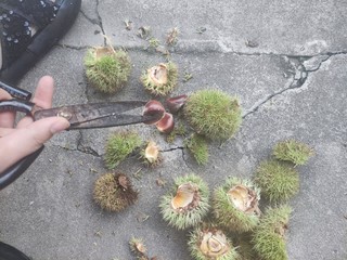 这个季节的板栗🌰可胖可胖啦