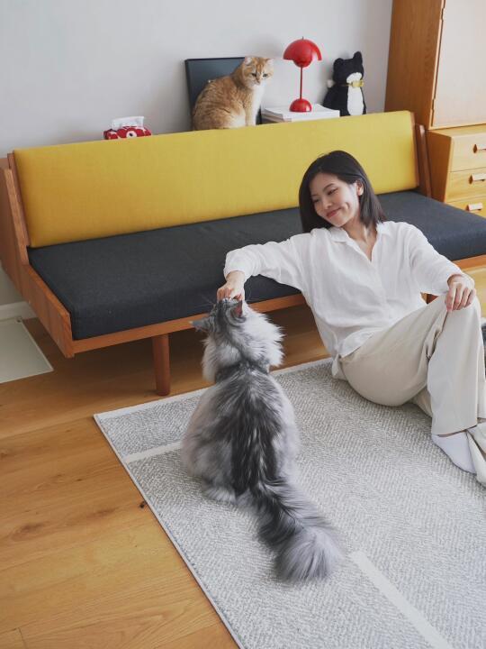 与4只猫同居的第8年，我入了一张大型猫抓板