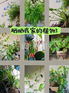 家居植物的真实状态📝中秋前夕记录