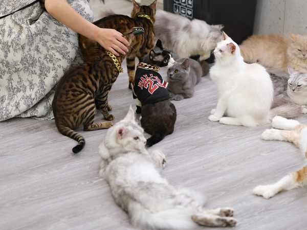 麦富迪barf生骨肉冻干幼猫粮怎么样?