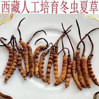 野生虫草跟人工虫草怎么区分？