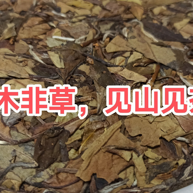 非木非草，见山见茶