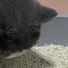 猫砂大揭秘：混合砂、豆腐砂、膨润土、玉米砂的区别