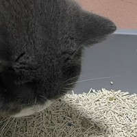 猫砂大揭秘：混合砂、豆腐砂、膨润土、玉米砂的区别