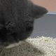 猫砂大揭秘：混合砂、豆腐砂、膨润土、玉米砂的区别