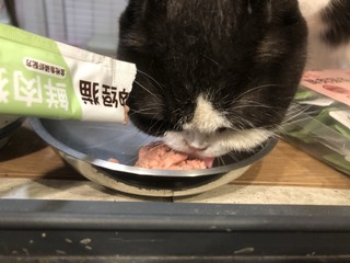 推款平价猫条—神经猫条，目前好价可入！