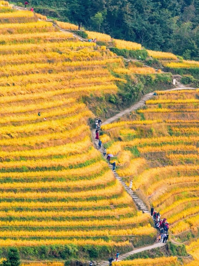 感受风吹麦浪🌾