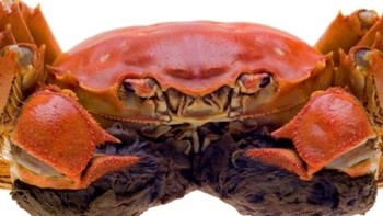 🦀【吃蟹全攻略】🦀 —— 秋风起，蟹脚痒，教你如何大快朵颐！