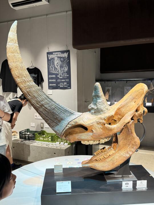 任何人都能买到霸王龙的化石