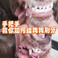 掌握狗狗刷牙技巧，保护爱犬口腔健康！