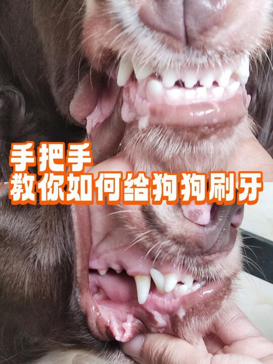 掌握狗狗刷牙技巧，保护爱犬口腔健康！