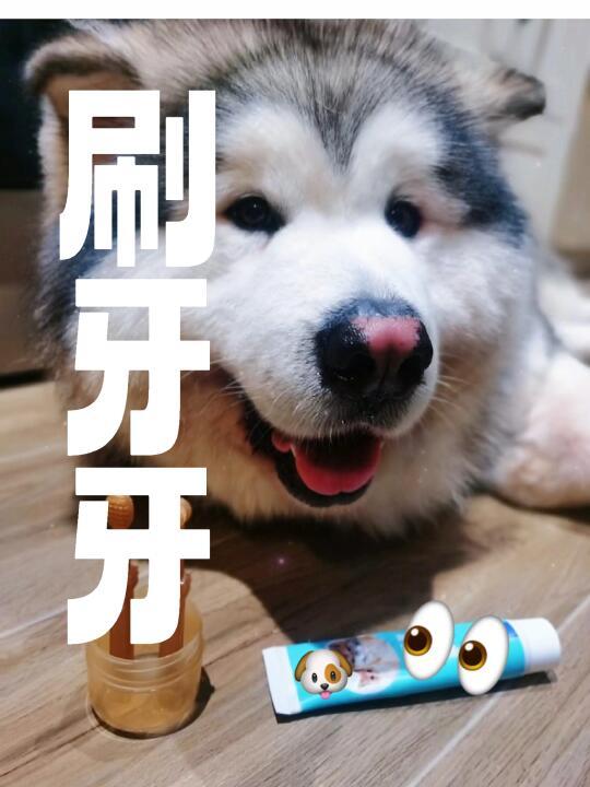 掌握狗狗刷牙技巧，保护爱犬口腔健康！