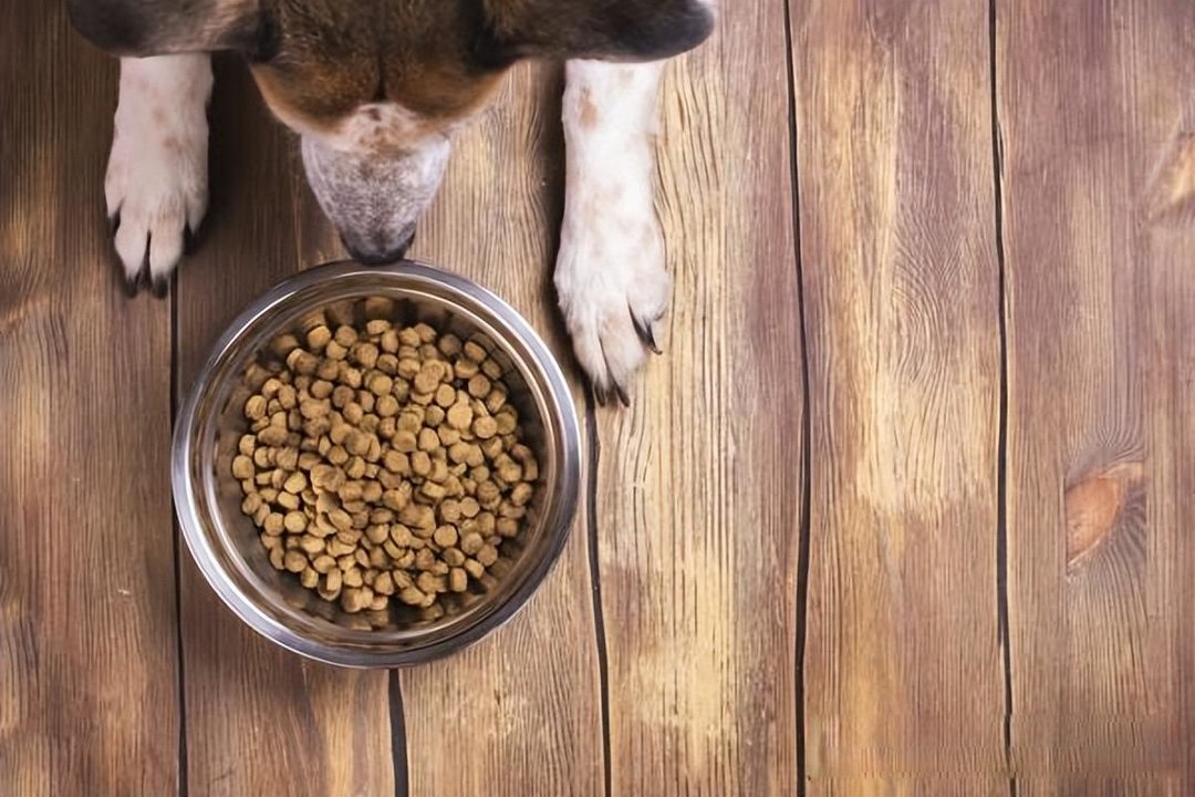 狗狗饮食指南：哪些人类食物能吃，哪些不能吃？