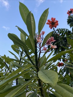 鸡蛋花到底有几种颜色？