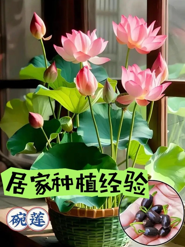 碗莲种植失败——经验总结😓