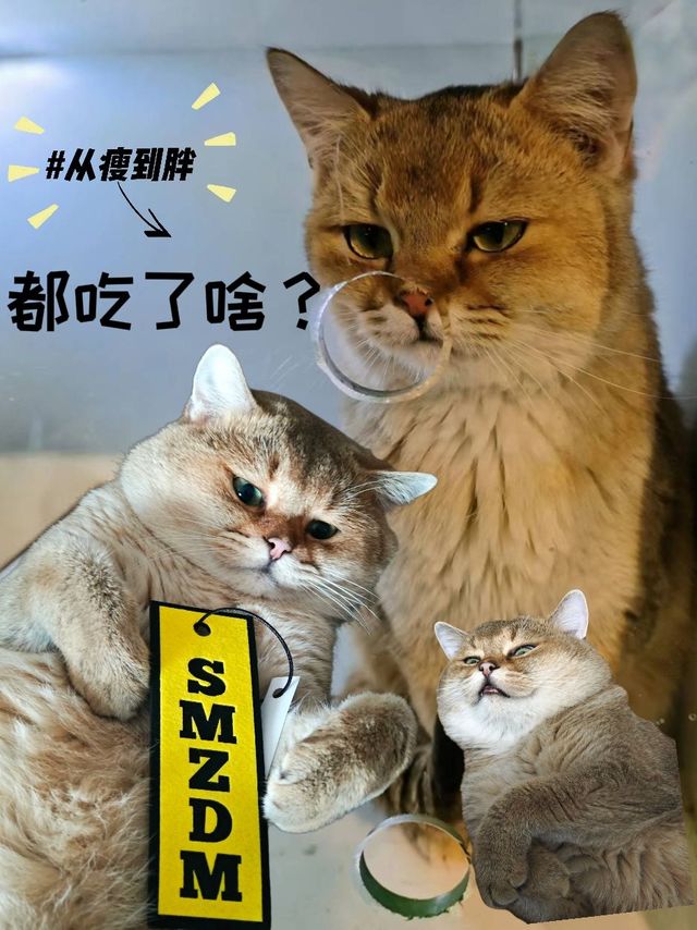 如何让猫咪长肉？分享一些心得体会