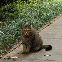 路遇狸花猫挡道，这眼神这气势不愧是猫霸