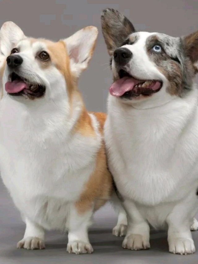 宠物让我们更快乐吗？