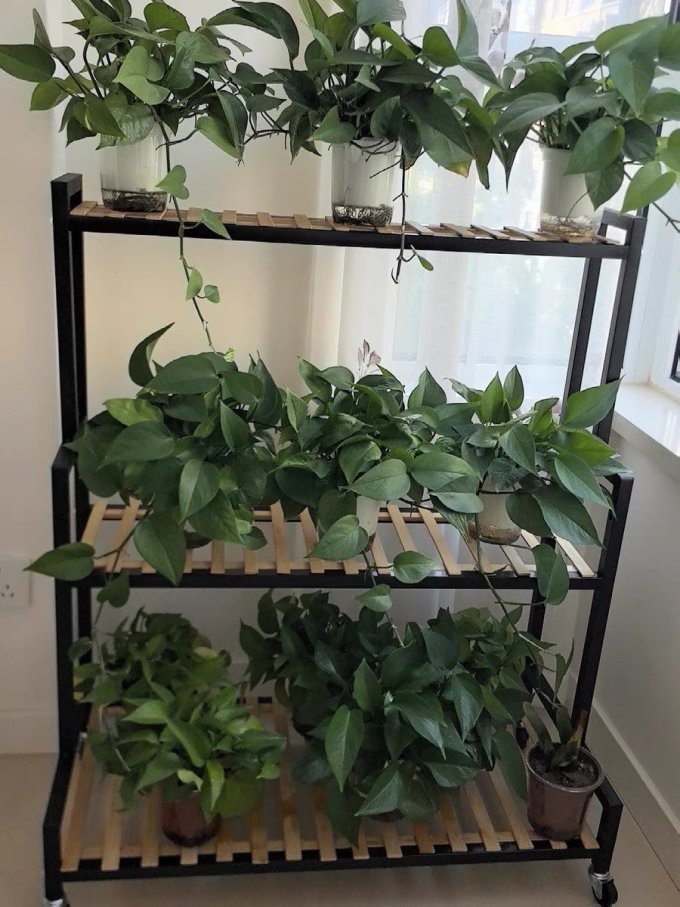 绿萝专属花架子落地多层盆栽架