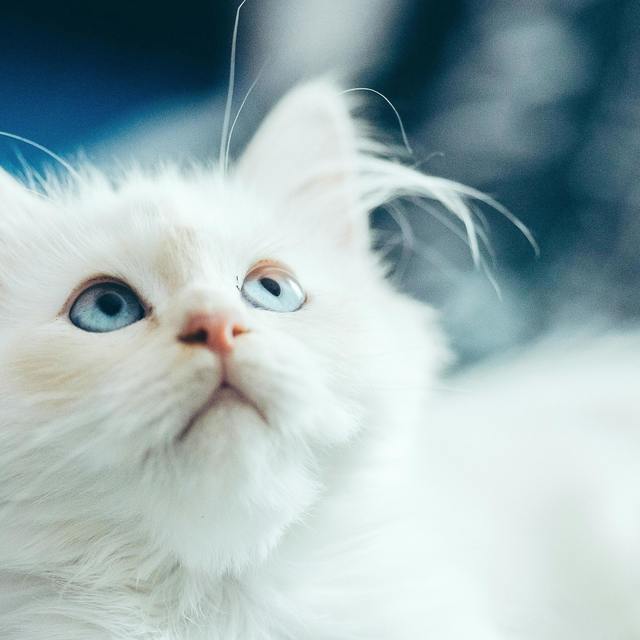 猫咪吐毛球：这真的正常吗？😺✨