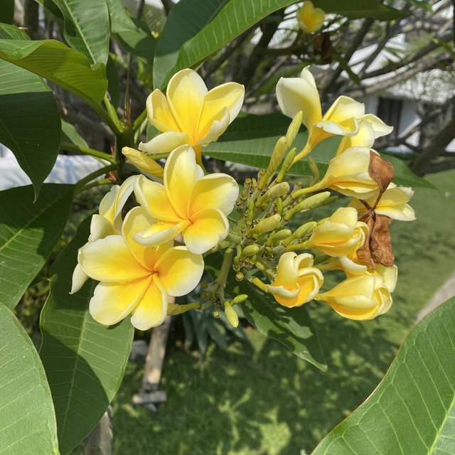 鸡蛋花树就是好看啊