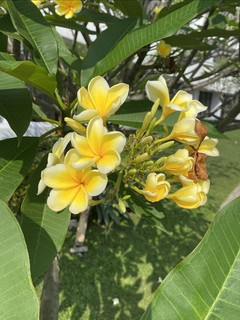 鸡蛋花树就是好看啊