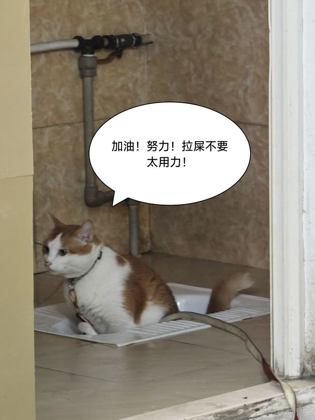 一只会自己蹲坑，努力拉粑粑的猫猫！可爱度拉满