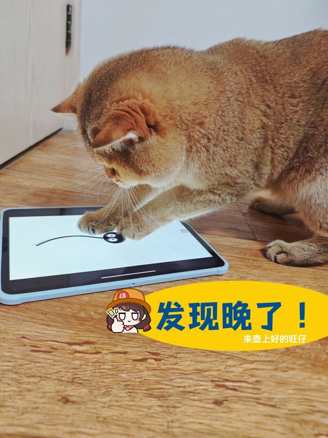 恭喜get只沉迷电子设备的猫咪！猫咪玩具分享