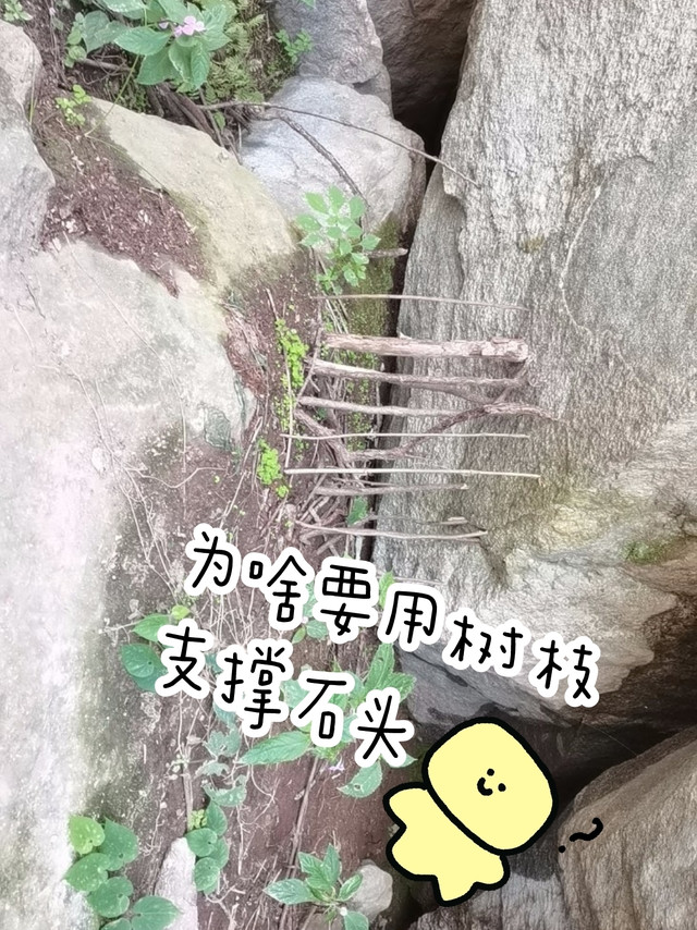 不懂就问，为啥山里总有树枝支撑石头的？