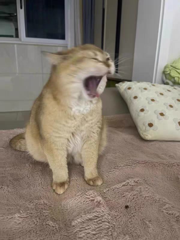 爱德胜猫粮俺们家猫咪喜欢