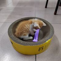 小猫的快乐小窝😺