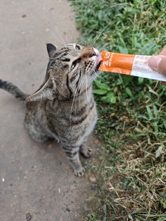 拿个猫条去喂楼下的流浪猫