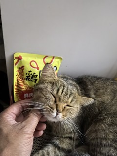 最宠的这个低温烘焙猫粮家里猫猫挺喜欢