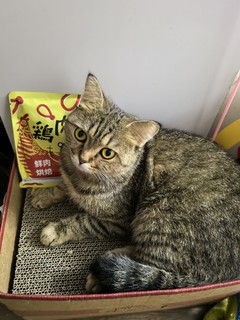 最宠的这个低温烘焙猫粮家里猫猫挺喜欢