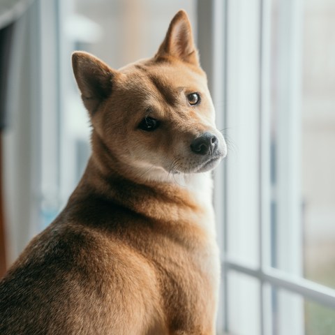 柴犬好养吗？你绝对想不到的真相！🐕✨