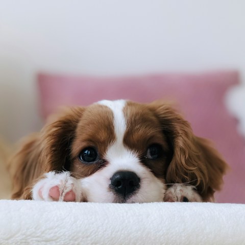 小狗多大能洗澡？洗澡时机大揭秘！🐶🛁