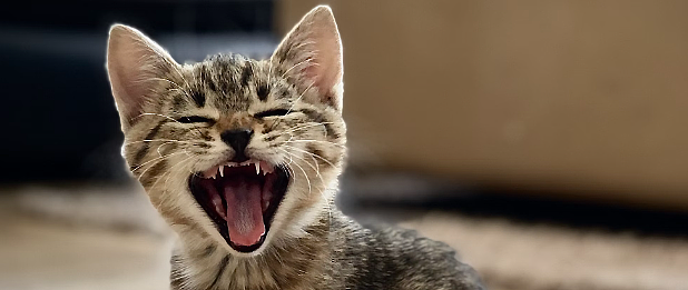 🐱💊 猫咪驱虫大作战：揭秘毛球健康成长的时间表！