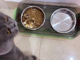 美观实用的猫碗