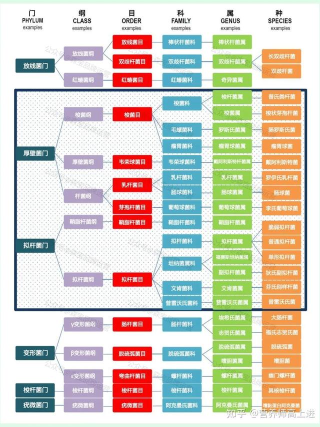 肠道菌群失衡什么梗？失衡会怎么样？如何评估与重建肠道菌群平衡？