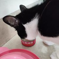 宽福猫罐头鸡丝浓汤罐，猫咪的美味享受