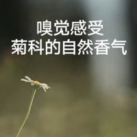 雏菊的天空翡冷翠精华油，干敏肌换季护肤神器！