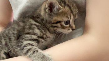 美短虎斑猫爸爸+蓝猫妈妈的小宝宝，隆重登场