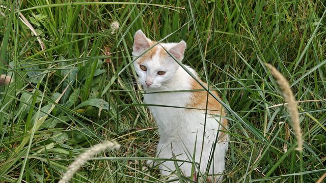 上班路上遇到流浪猫，各种姿势求猫粮