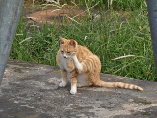 上班路上遇到流浪猫，各种姿势求猫粮