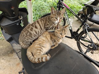 上班路上遇到流浪猫，各种姿势求猫粮